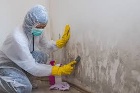 Best Attic Mold Removal  in Bridgeport, NY